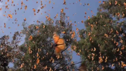 Butterflies at Elf Forest