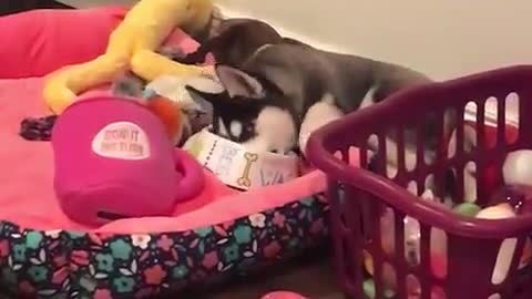 A dog lying on the bed