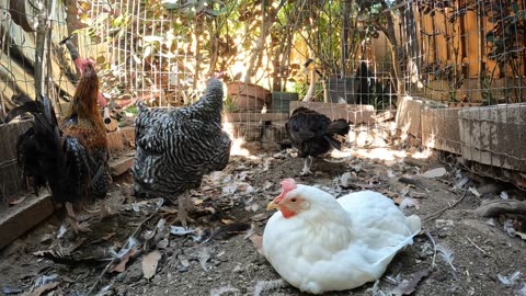 Backyard Chickens Fun Dirt Bath Video Chicken Run Hens Roosters!