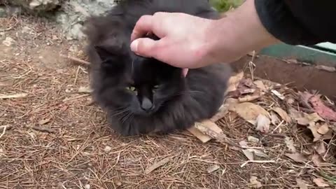 Beautiful cats from each other in the cat park.