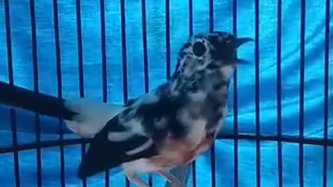 Funny birds video