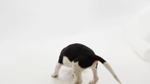 Slow Motion Puppy Spinning Around On White Background