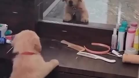 When the golden puppy sees herself in the mirror