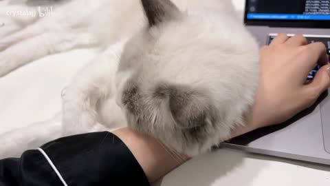 Have you ever experienced the feeling of a cat's small furry head resting on her wrist?