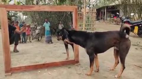 Angry Dog fight with mirror