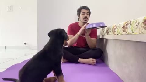 HOW TO TRAIN YOUR PUPPY FOR FOOD DISCIPLINE - 3 MONTHS OLD ROTTWEILER PUPPY TRAINING - DOG TRAINING