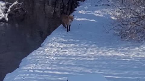 Bengal House Cat Chases After Fox in Backyard