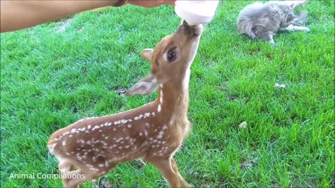 Baby Deer (Fawn) Jumping & Hopping - CUTEST Compilation