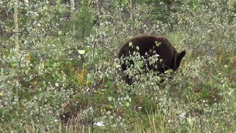 Black Bear Bear Canada Yukon Nature Animal World