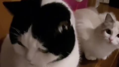 Very funny cats compilation😹😹😹