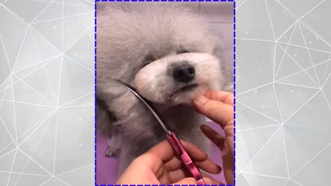 Trim the dog's hair，He enjoys the process