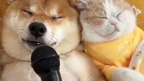 Funniest Cats-- and Dogs-- Videos