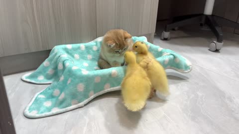 The little duck fell madly in love with the kitten's life！