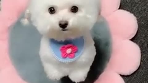 Funny dog videos 2021. Cute baby dog compilation in tik tok #shorts Dog kiki