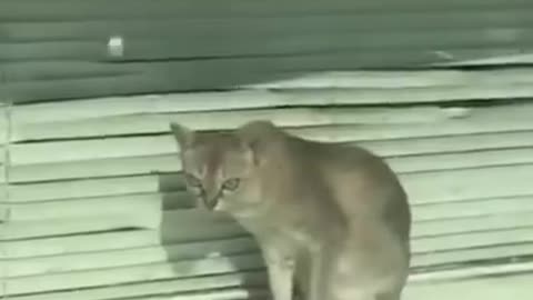 funny cat videos