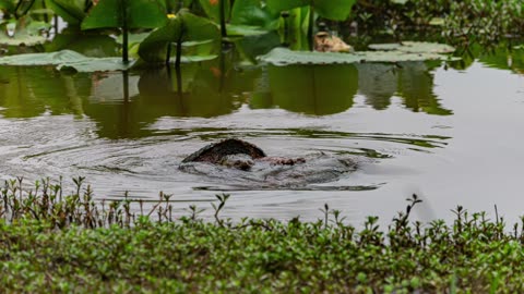 Turtle Love or Turtle War