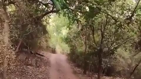 The peacock is considered one of the most beautiful birds. Have you ever seen how it flies?