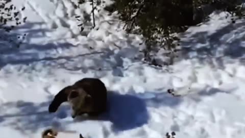 PACK OF WOLVES FEROCIOUSLY ATTACK A BEAR😱😥😱😥😱