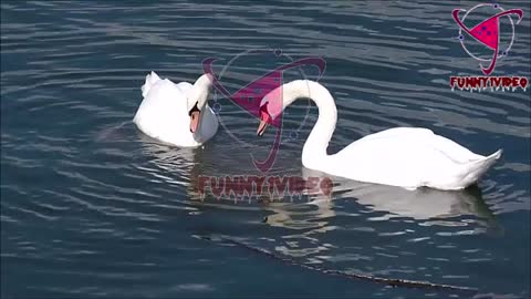 The most beautiful swan swims in very nice water