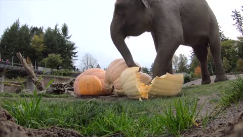 Elephant Smash Giant Pumpkins