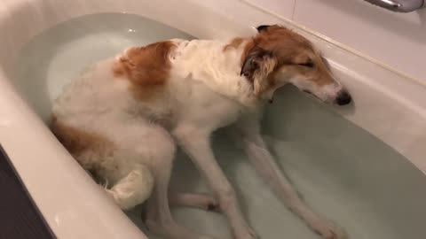 お風呂大好きボルゾイ BORZOI LIKES BATH A LOT