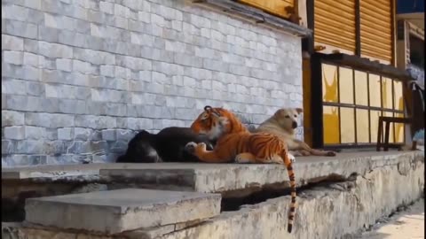 fake tiger, prank dog, puppy funny, cat prank, try to stop laugh, funny, Fake tiger