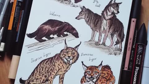 European Carnivores - sketchbook