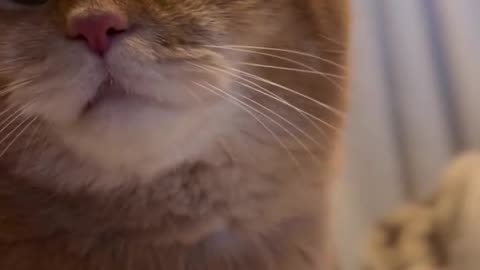 Beautiful cat 🐈 trending video