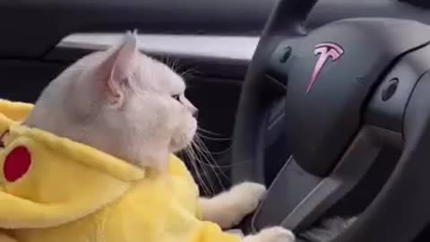 cute cat status video😻 | cat driving tesla #shortvideo #ytshorts #youtubeshorts #shortsfeed #shorts