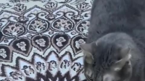 Funny animals #viral #short# #video #viral