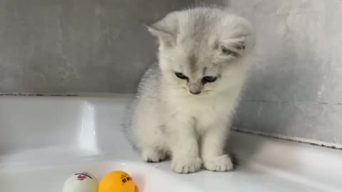 The kitten is fascinated watching the ducklings swim! Then give the kitten its first bath