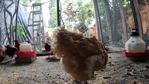 Backyard Chickens Fun Relaxing Video Sounds Noises Hens Roosters!