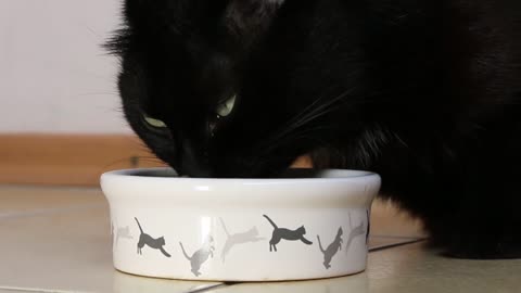 Cat Feeding Black Feed Plate Closeup Animal