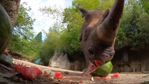 Hungry Rhino Eating watermelon