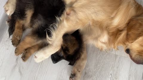 My Dog Teaches My German Shepherd Puppy To Share Things