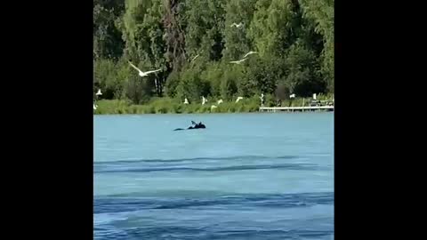 Moose Meanders into Kenai River to Swim