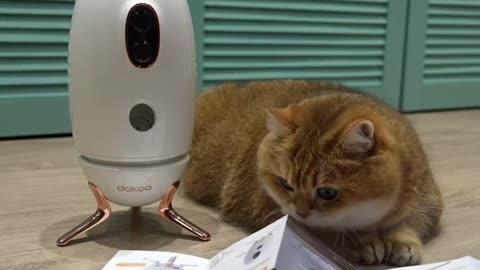 Cat learning how make food