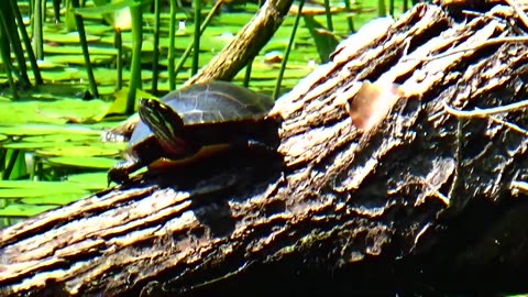 Painted Turtle