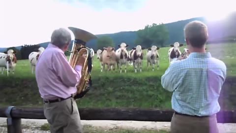 Cows Love Listening to Live Music