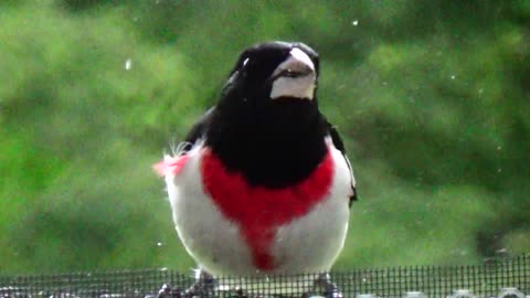 Rose-breasted grosbeak