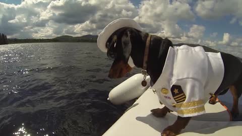 DACHSHUNDS ON A BOAT - Babe-Watchin' with Captain Crusoe & First Mate Oakley