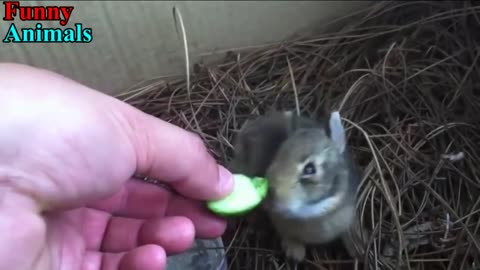 Funny Baby Bunny Rabbit Videos Compilation - Cute Rabbits