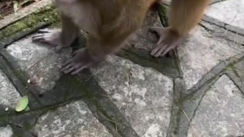 Fun with monkey