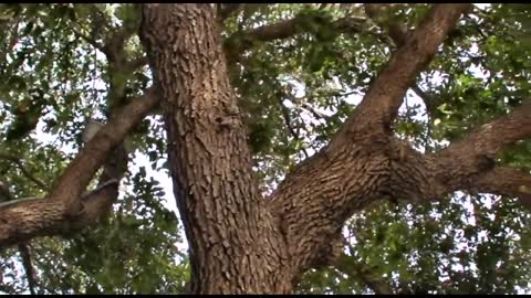 Very close HD of squirrel eating nuts