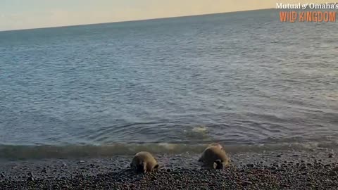 Orphaned Baby Seal Barks At Anyone Who Tries To Clean Her Bathtub | The Dodo Saving The Wild