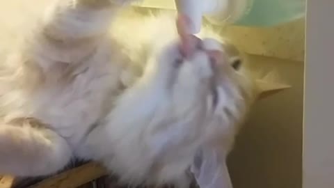 Smart cat uses water cooler