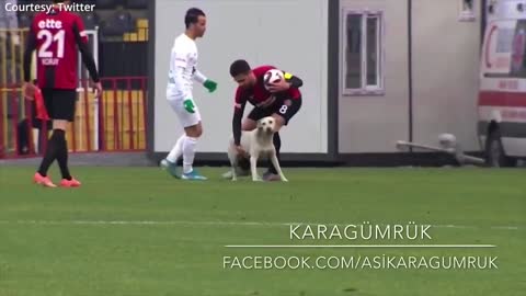 How a dog brought a football match to a halt.