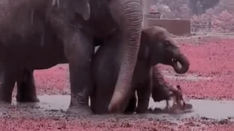 The mother elephant is helping her calf learn to walk