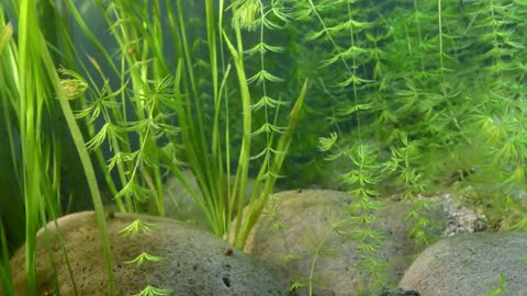 Biotope Aquarium of Kyrgyz Springs, Antalya