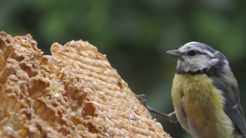 Blue Tit Feeding Bird Animal World Tit Nature